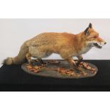 A TAXIDERMY MODEL OF A STANDING FOX,