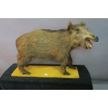 A TAXIDERMY MODEL OF A BOAR,