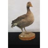 A TAXIDERMY MODEL OF A GOOSE,