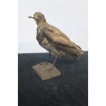 A TAXIDERMY MODEL OF A SANDPIPER,