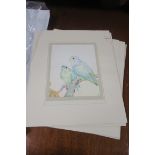 A COLLECTION OF PRINTS, depicting birds, cats, etc.