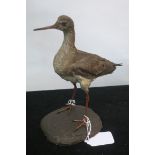 A TAXIDERMY MODEL OF A BIRD,