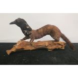 A TAXIDERMY MODEL OF A MINK FITTED WITH A CROW'S HEAD,