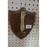 A TAXIDERMY MODEL OF A HARES FOOT, mounted on an oak plaque, inscribed Buckram Beagles,