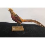 A TAXIDERMY MODEL OF A COCK PHEASANT,