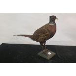 A TAXIDERMY MODEL OF A COCK PHEASANT,