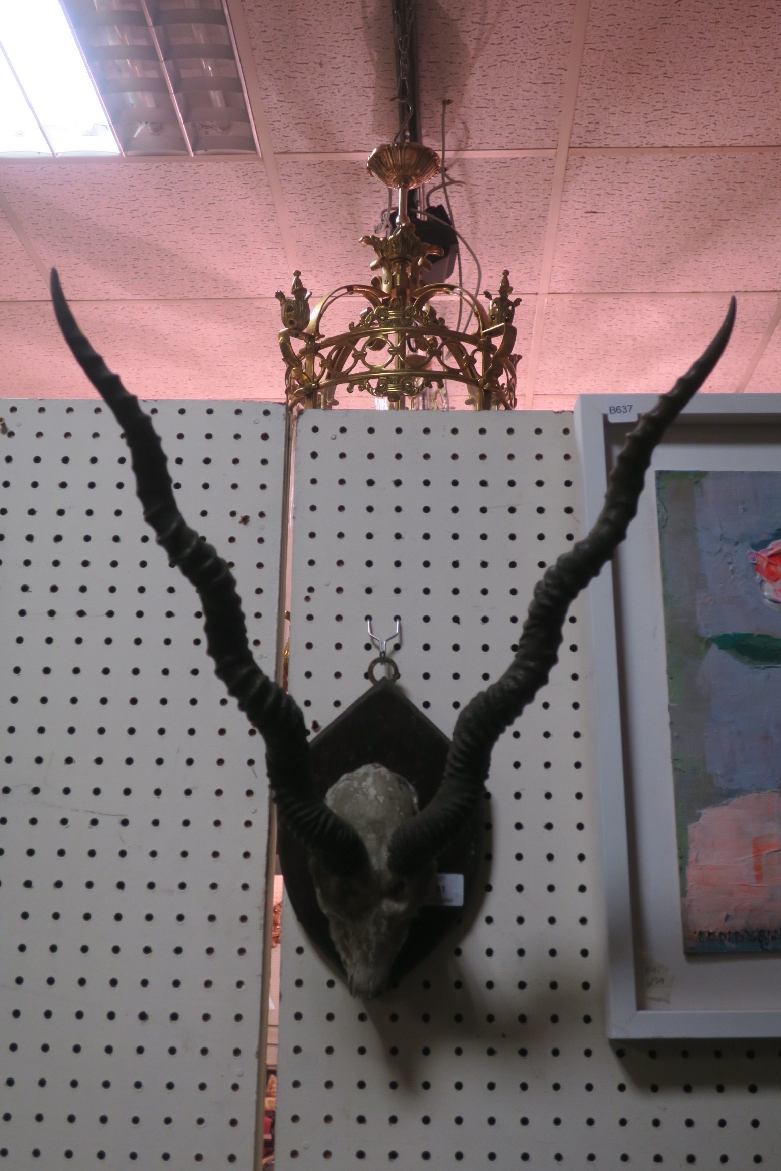 A MOUNTED GAZELLE ANTLERS