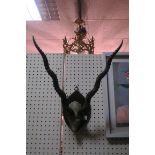 A MOUNTED GAZELLE ANTLERS