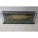 A FINE SPECIMEN OF A STUFFED PIKE, in a glazed case in a natural setting Taxidermist J.