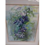 Patricia Clarke, Clematis, Watercolour, Signed, 20 x 16 ins..