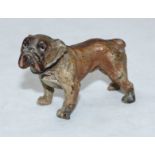 An early 20th century cold-painted hollow-cast bronze figure of a bulldog, approx 8cm long