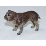 A 19th Century Bergman style cold-painted solid bronze-cast figure of a Bulldog, approx 10cm long