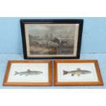 A pair of salmon prints in birds-eye maple frames, approximately 23x39cm together with an etching of