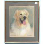 Anne Shingleton (b1953-), 'Pinecrest Buccaneer,' study of a Golden Retriever,' signed and dated '