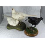 A taxidermy study of a pair of white pheasants on stone effect base, together with a taxidermy study