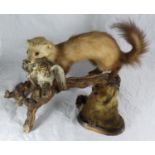 A taxidermy study of a stoat carrying a dead bird on a log base, together with a taxidermy study