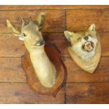 A taxidermy study of a deer mounted on wooden plaque, together with a taxidermy study of a fox on