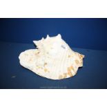 A large Conch Shell