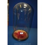 A Victorian glass Dome on stand, 16'' high approx.