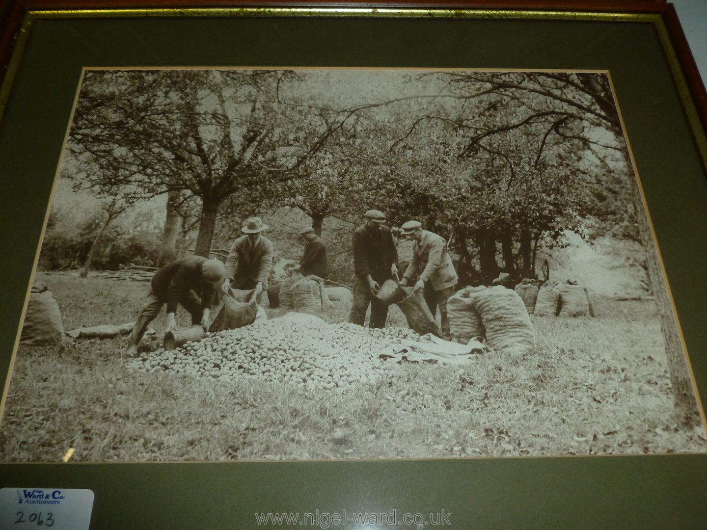 A set of 4 framed sepia reproductions of scenes of the cider apple harvest from the days of - Image 3 of 5