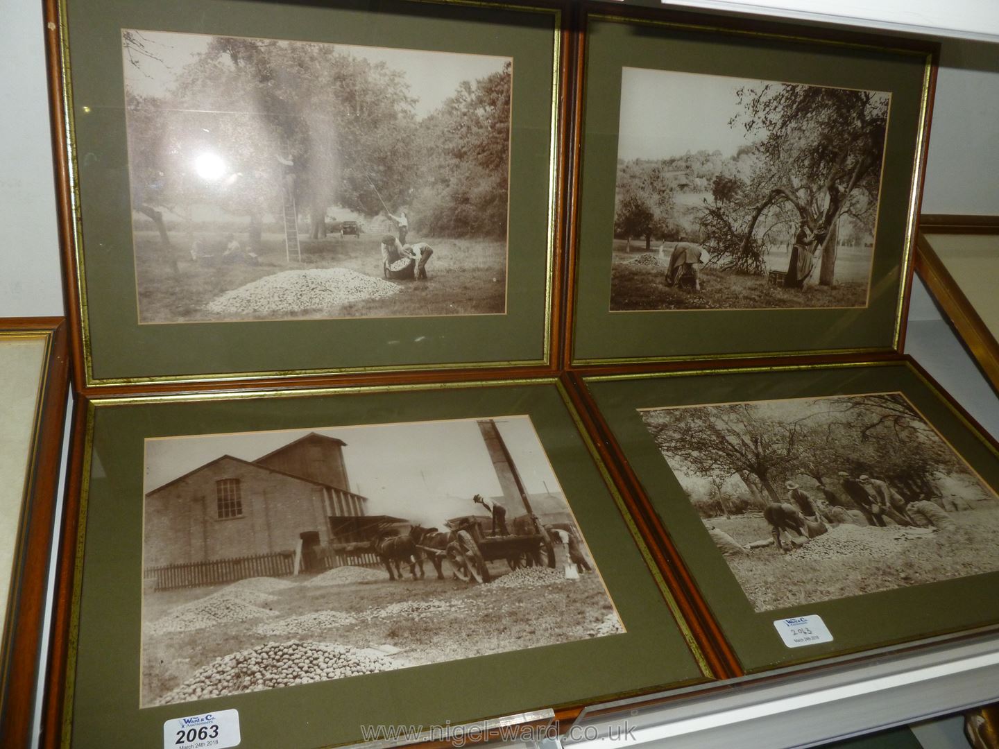 A set of 4 framed sepia reproductions of scenes of the cider apple harvest from the days of