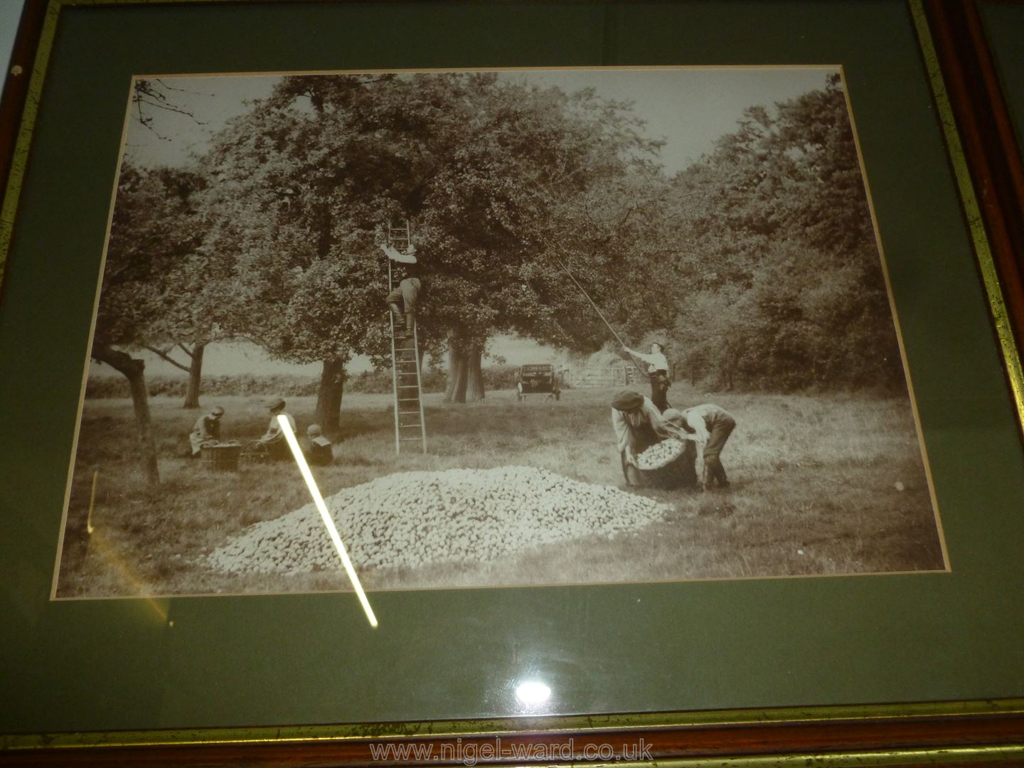 A set of 4 framed sepia reproductions of scenes of the cider apple harvest from the days of - Image 5 of 5