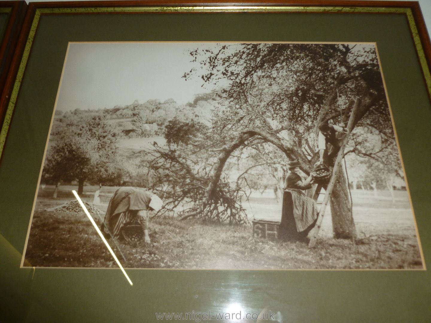 A set of 4 framed sepia reproductions of scenes of the cider apple harvest from the days of - Image 4 of 5