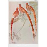 Biologie - Zoologie - - Kuroda, Nagamichi. A Monograph of the Pheasants of Japan including Korea and