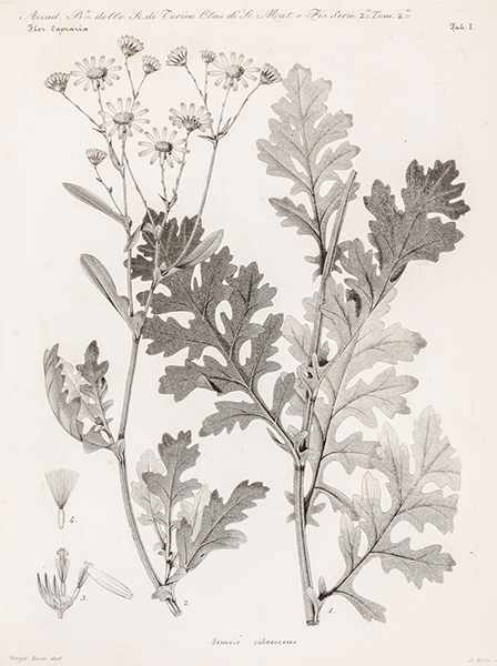 Biologie - Botanik - - Moris, Giuseppe Giacinto and Giuseppe de Notaris. Florula Caprariae sive