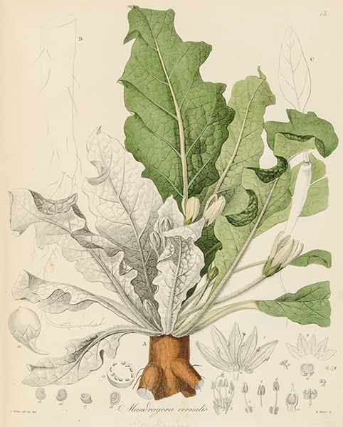 Biologie - Botanik - - Brandt, J. Fr., P. Phoebus und J. Th. Chr. Ratzeburg. Abbildung und - Image 4 of 5