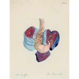 Medizin - Anatomie - - Bleuland, Jan. Icones anatomico-physiologicae parttium corporis humani et