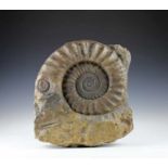 Fossilien - - Großer fossiler Ammonit. Fundort Holzmaden, Lias Epsilon Jura, ca. 180 Millionen