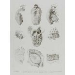 Medizin - Anatomie - - Soemmering, Samuel Thomas. Icones organorum humanorum gustus et vocis. Mit