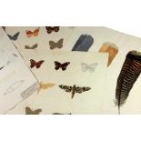 Flora - Fauna - - Sammlung botanischer und zoologischer Zeichnungen. Böhmen um 1910, 11 fein