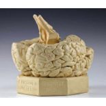Medizin - - Modell eines menschlichen Gehirns. Deutschland um 1900, bezeichnet "P. Mazotti,