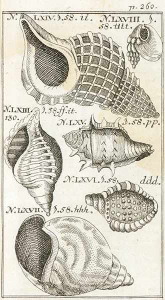 Biologie - Zoologie - - Lesser, Friedrich Christian. Testaceo-Theologia, Oder: Gründlicher Beweis