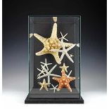 Flora - Fauna - - Diorama mit Seesternen (Asteroidae). 20. Jhdt., montiert im Glaskasten auf