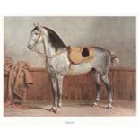 Pferde - - Schoenbeck, Richard und Otto Eerelman. Pferderassen. 40 farbige Kunstblätter nach