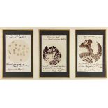 Medizin - - Drei Mikroskop-Photographien zu Malaria und Tuberkulose. Breslau um 1890, von Dr. F.