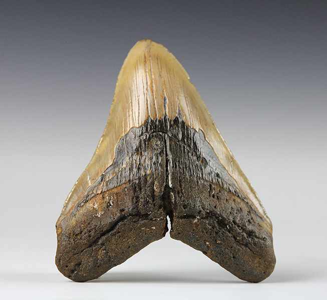 Fossilien - - Großer fossiler Zahn eines Megalodon / Riesenhai. Carcharocles megalodon, Pliozän, ca.