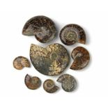 Fossilien - - Konvolut fossiler Ammoniten (Cloniceras). Fundort Madagaskar, Jura ca. 180 Millionen