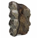Fossilien - - Ungewöhnlich schön mineralisierter Zahn eines Mastodon. Pleistozän, Fundort