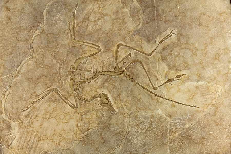 Fossilien - - Archaeopteryx. Urvogel, Übergangsform der Saurier zu den Vögeln. Plattenkalk