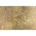 Fossilien - - Archaeopteryx. Urvogel, Übergangsform der Saurier zu den Vögeln. Plattenkalk