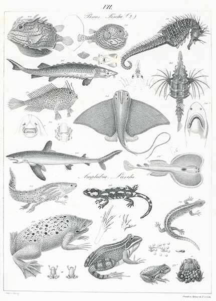 Biologie - Zoologie - - Roßmäßler, Emil Adolf. Galerie der Thierwelt, ein Atlas zur Uebersicht des - Image 2 of 3