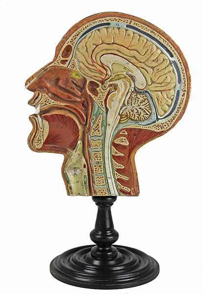 Medizin - - Anatomisches Schnittmodell eines menschlichen Kopfes. Böhmen um 1890, unsigniert, Gips