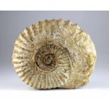 Fossilien - - Fossiler Ammonit. Fundort Sahara, Jura, ca. 180 Millionen Jahre alt. Größe: ca. 24 x