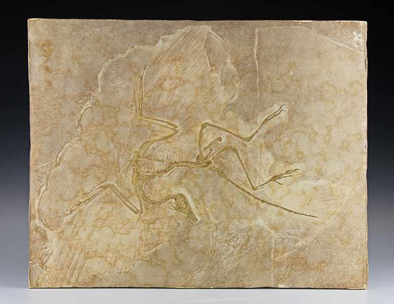 Fossilien - - Archaeopteryx. Urvogel, Übergangsform der Saurier zu den Vögeln. Plattenkalk - Image 2 of 3