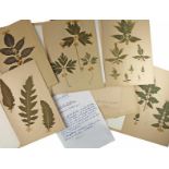 Flora - Fauna - - Herbarium aus dem Besitz von Wilhelm Troll. Herbarium in 8 Mappen (35 x 24 cm) mit