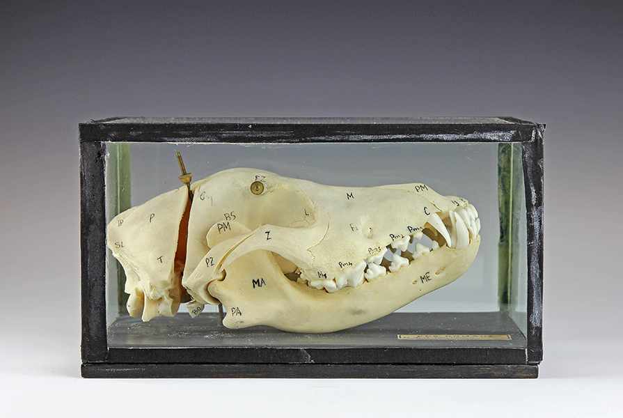 Flora - Fauna - - Schädel eines Hundes (Canis familiaris). Böhmen ca. 1930, Lehrmodell bezeichnet "